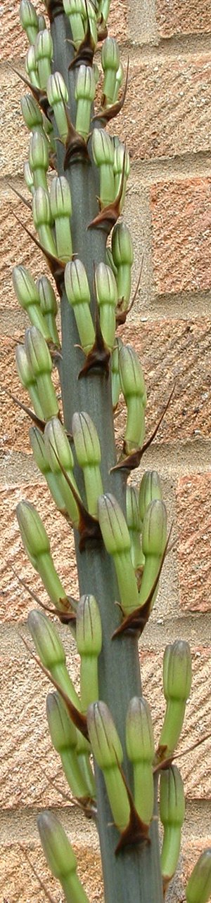 Flower bud