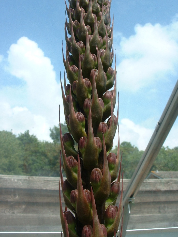 flower spike