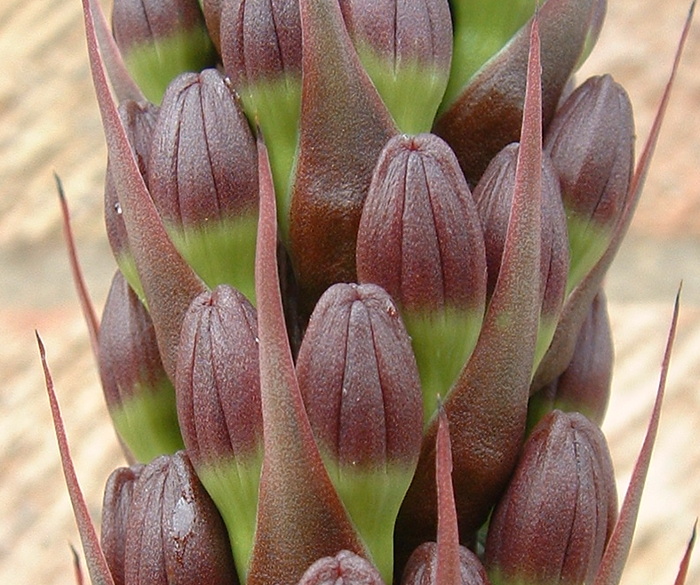 flower spike