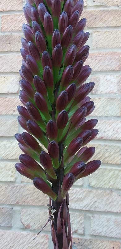 flower spike