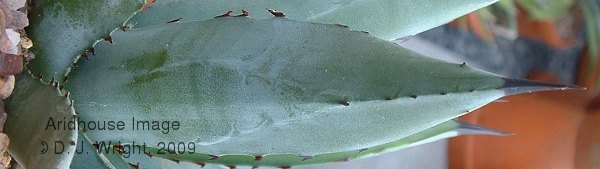applanataxmacrocantha leaves