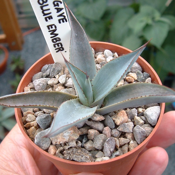 Agave Blue Ember