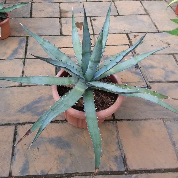 Agave Xylonacantha Blue Form