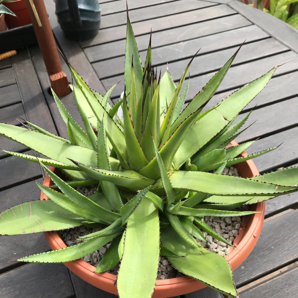 agave agave_boldinghiana