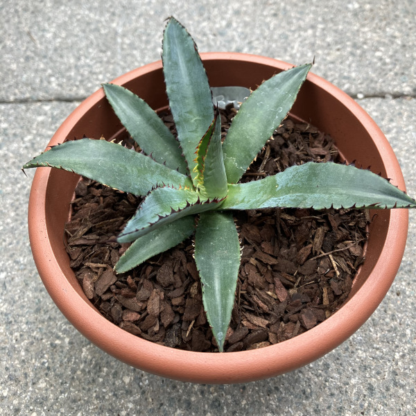 agave_boldinghiana_x_heteracantha