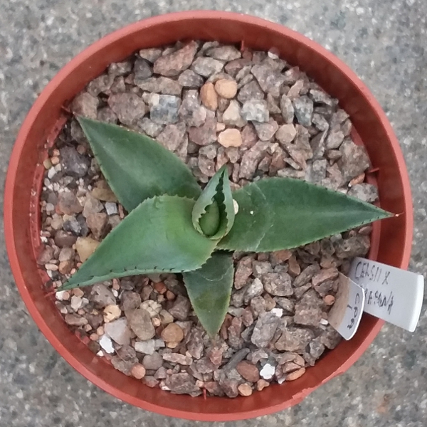 agave_celsii x parrasana