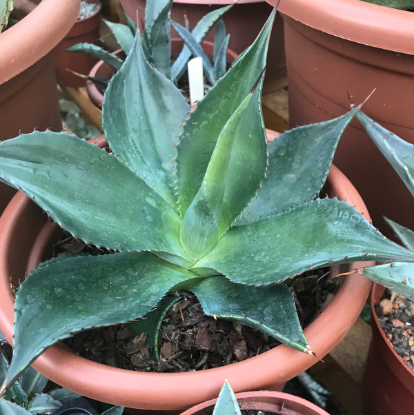 agave_celsii x parrasana