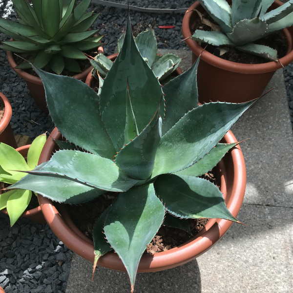 agave_celsii x parrasana