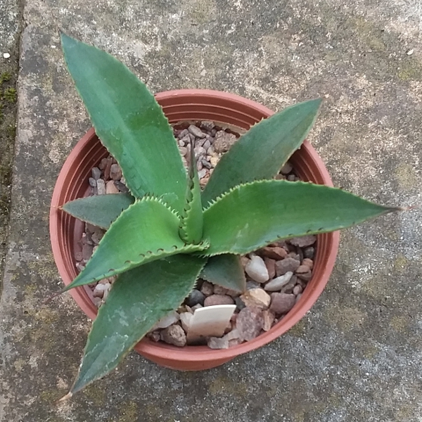 agave_celsii x polycantha 