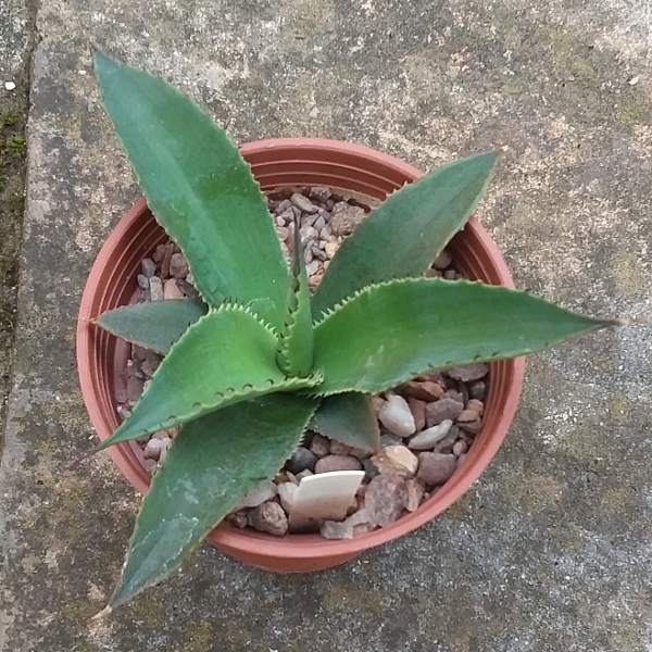 agave_celsii x polycantha 