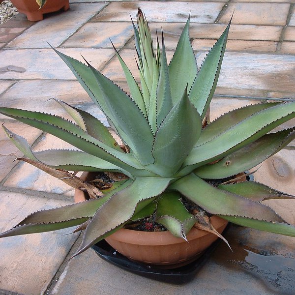 agave polycantha