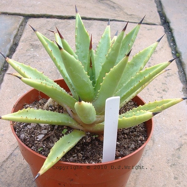 agave_decipiens