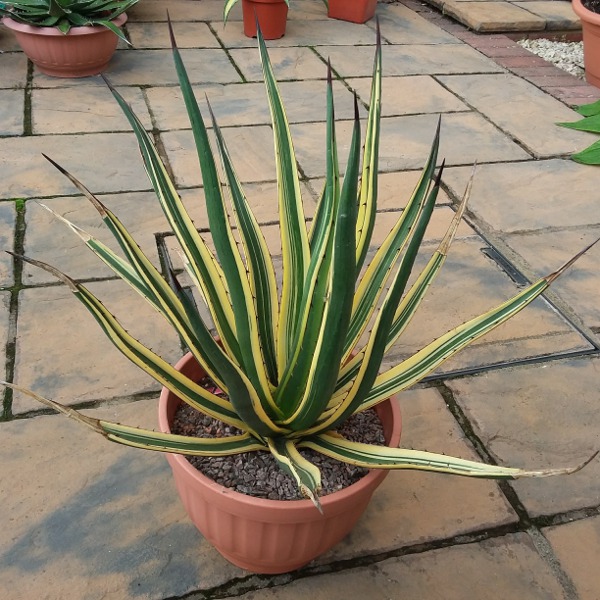 Agave Difformis Varigated