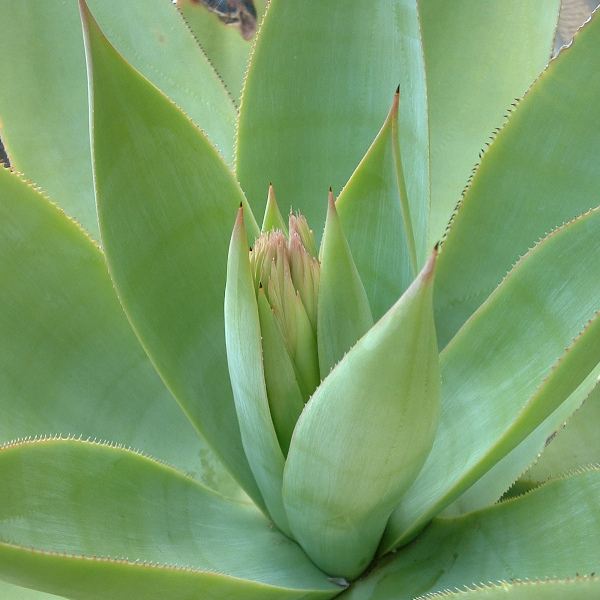 agave celsii