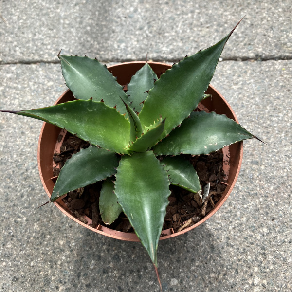 agave heteracantha x celsii