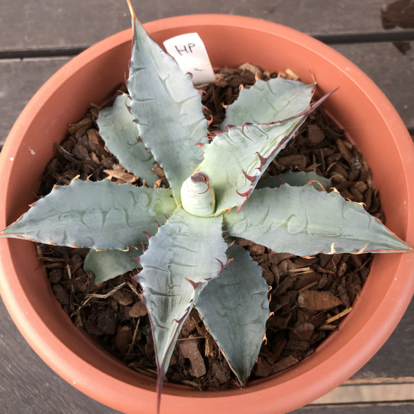 agave heteracantha x parrasana