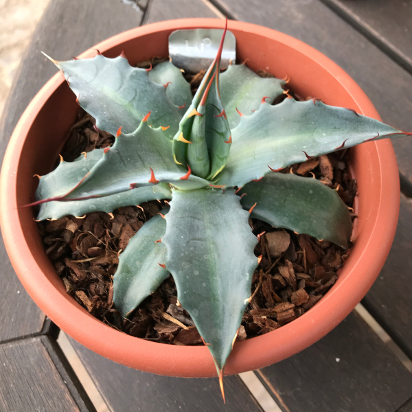 agave heteracantha x parrasana