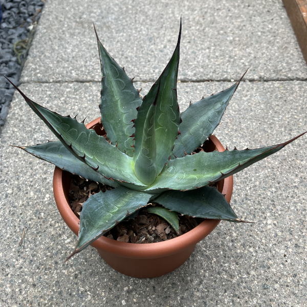 agave heteracantha x parrasana