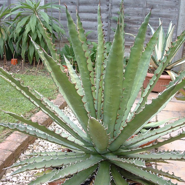 agave heteracantha