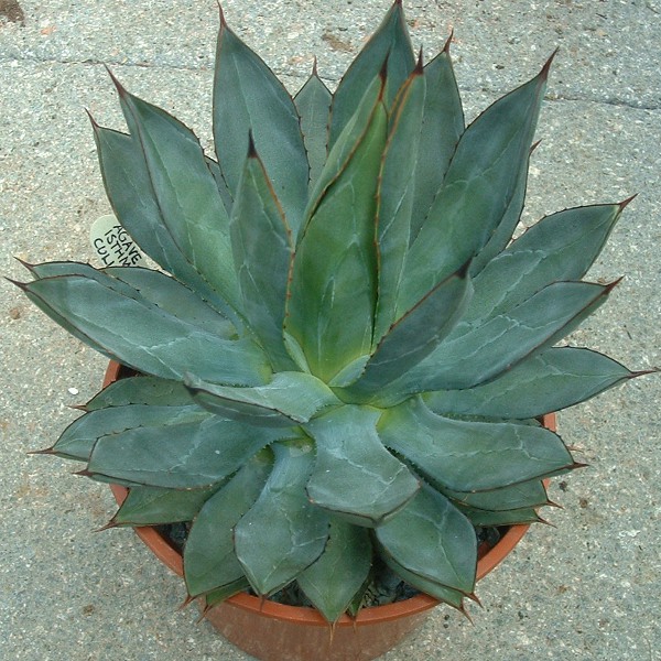 Agave Isthmensis x Culimana