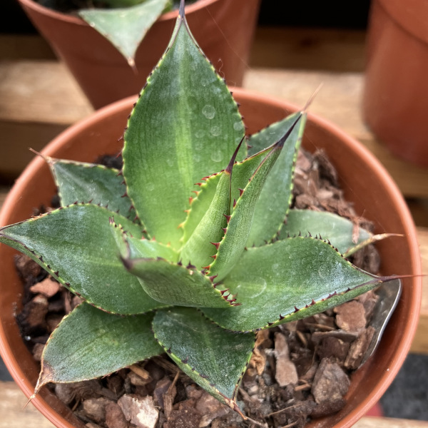 agave lophantha x celsii