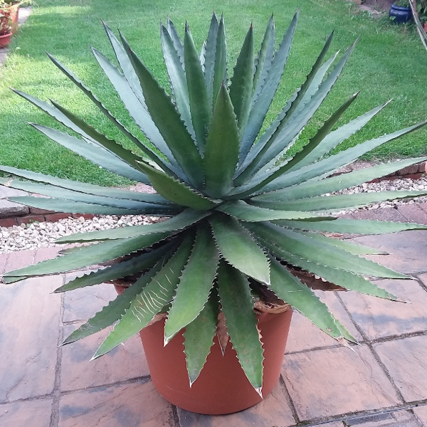 agave Potatorum