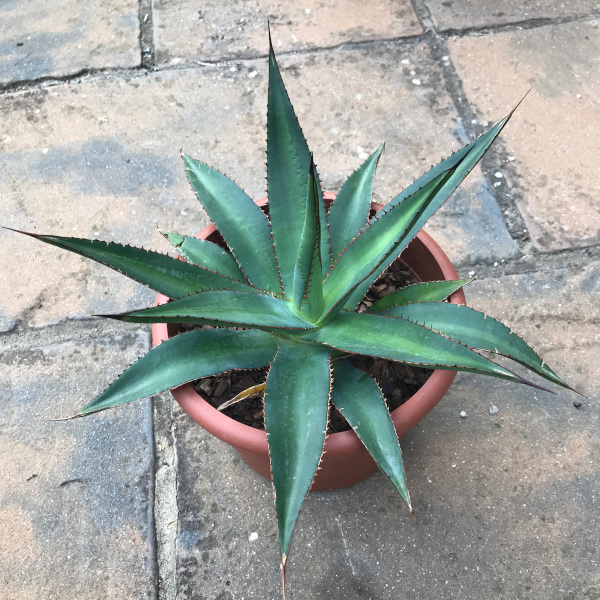 agave lophantha x celsii