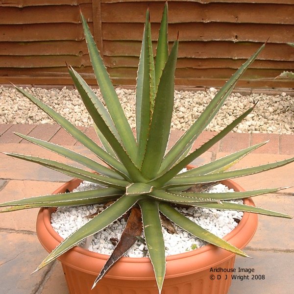 agave Potatorum