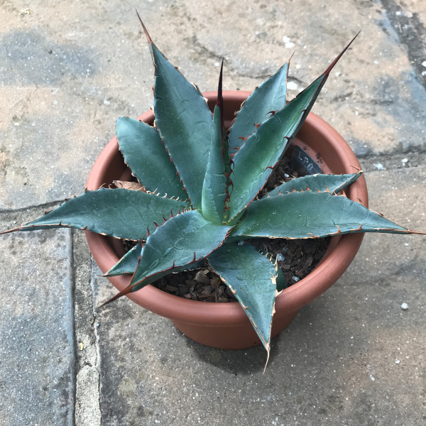 agave lophantha x parrasana