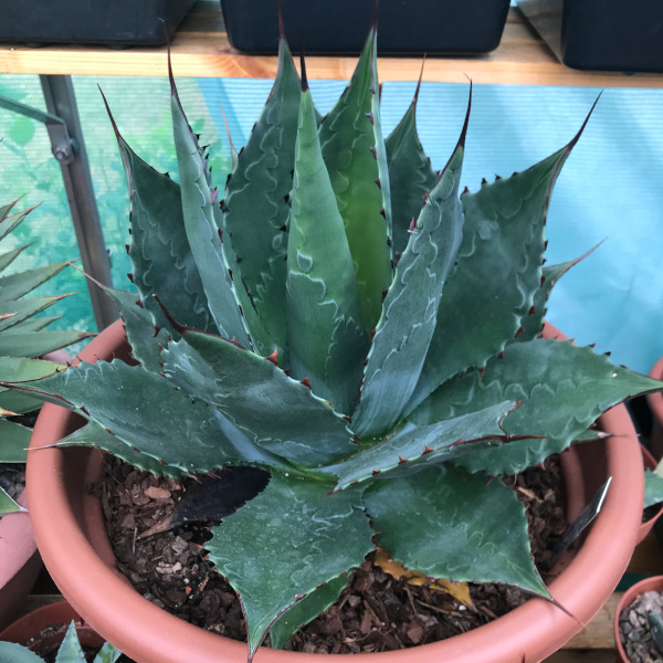 agave_parrasana x Polycantha