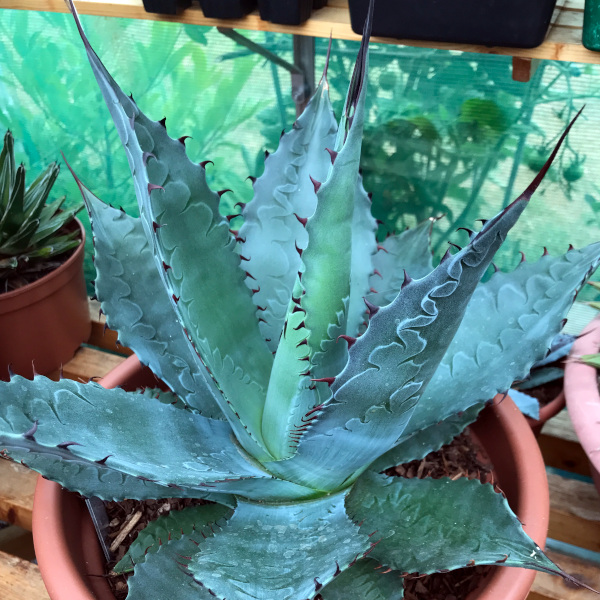 agave_parrasana x Polycantha