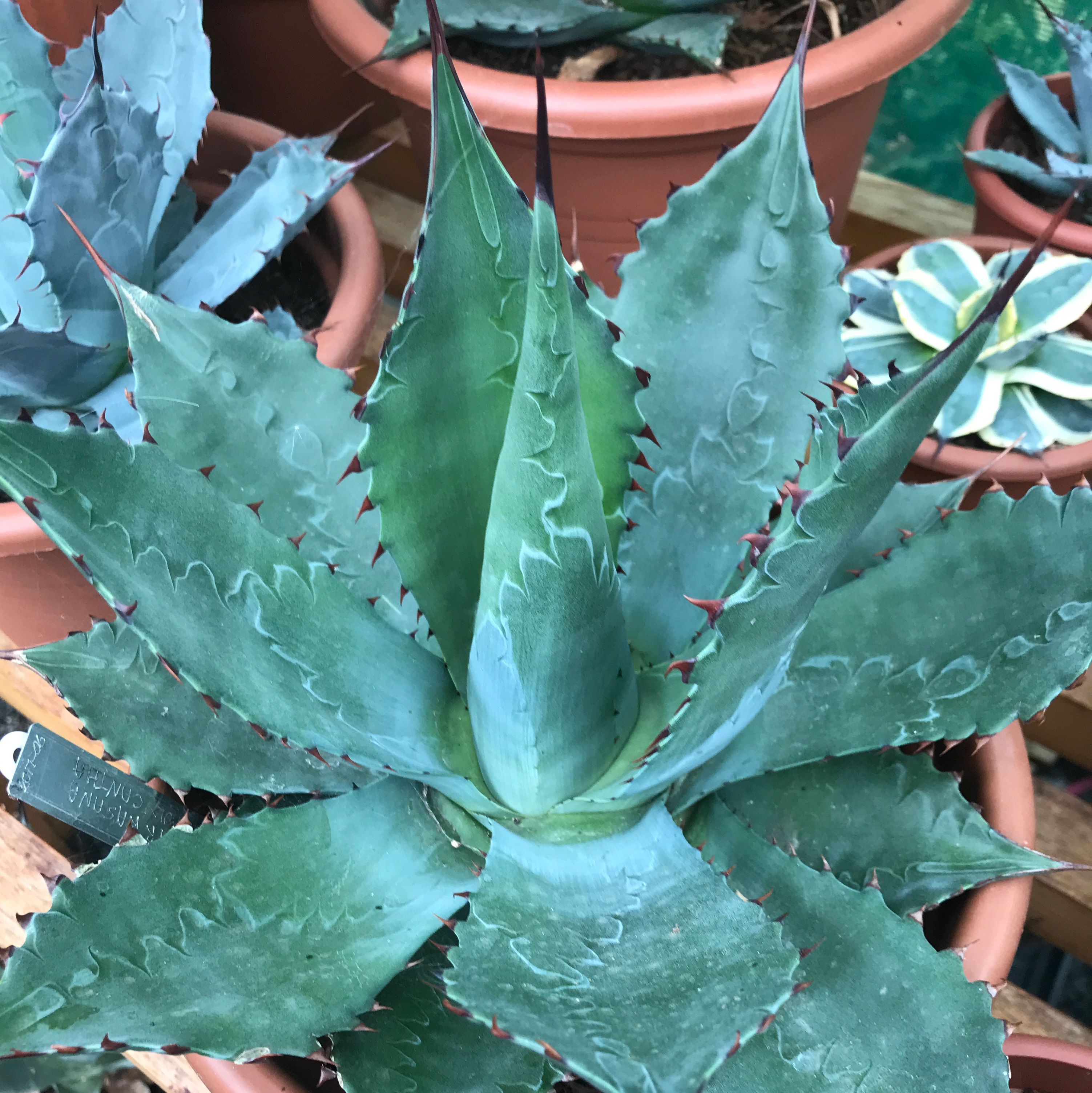 agave_parrasana x Polycantha