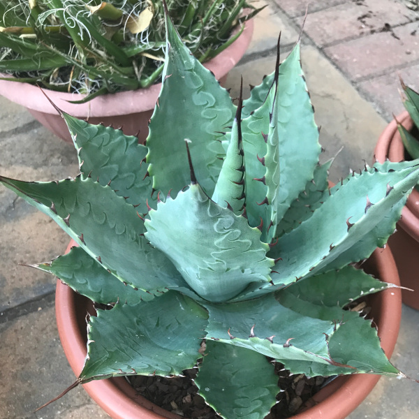 agave_parrasana x Polycantha