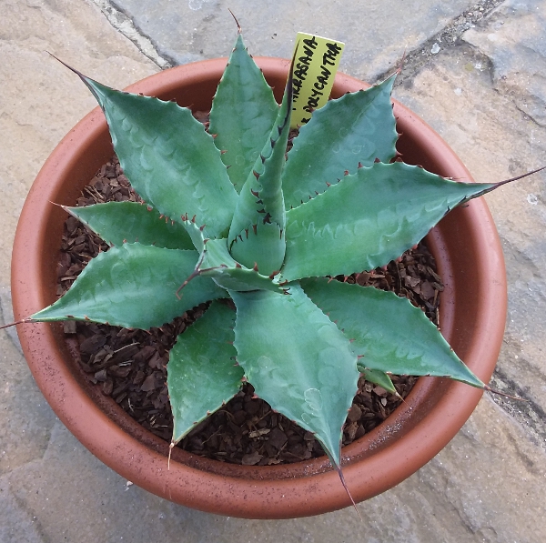 agave_parrasana x Polycantha