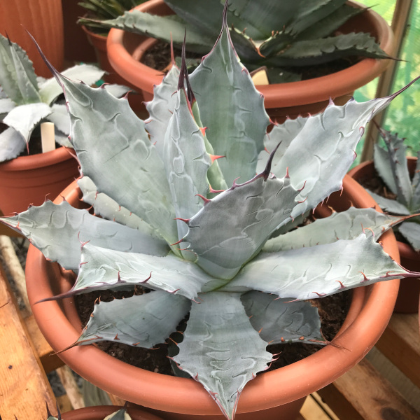 agave_parrasana x Potatorum