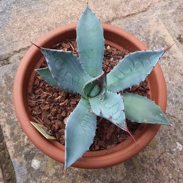 agave_parrasana x Potatorum