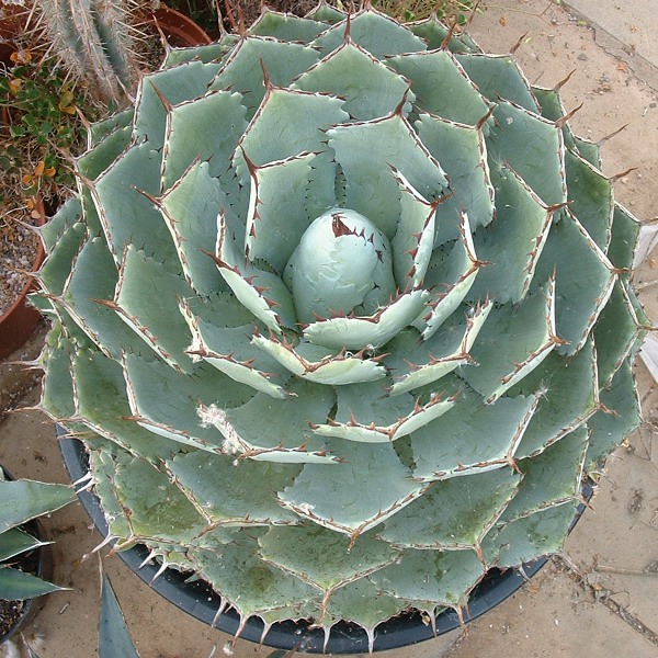 agave Potatorum