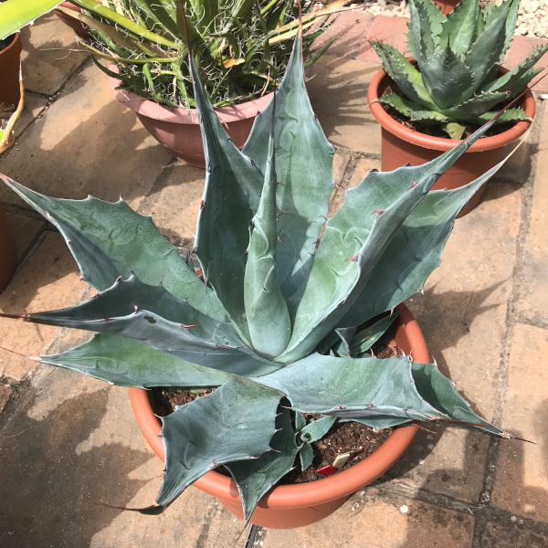 agave_parrasana x sobria