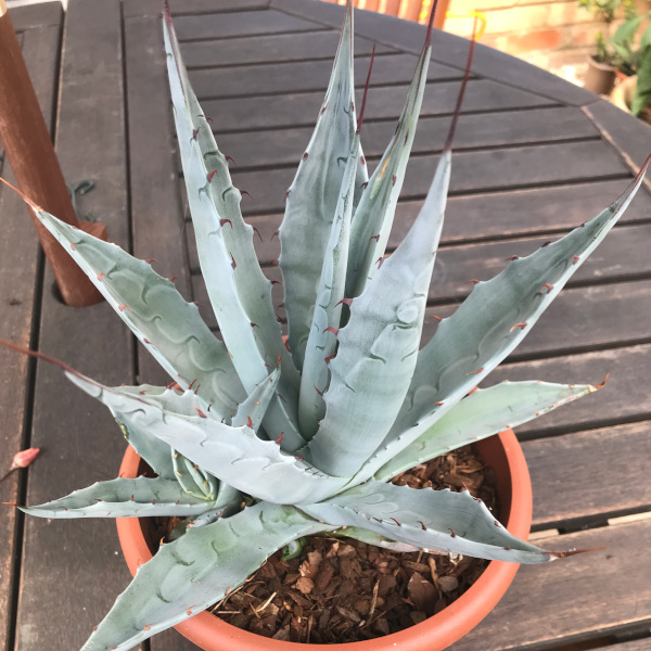 agave_parrasana x sobria