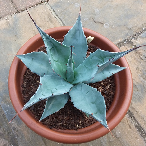 agave_parrasana x sobria