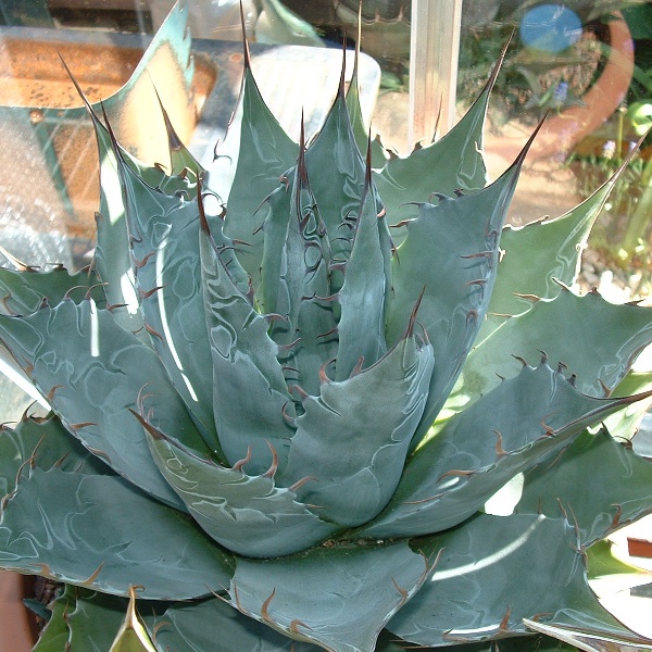 agave parrasana