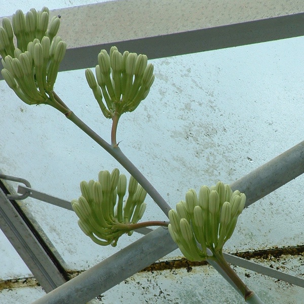 agave sobria