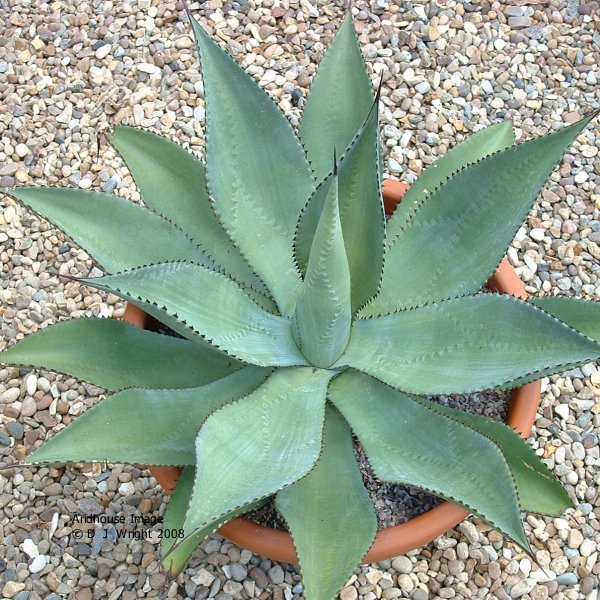 agave polycantha