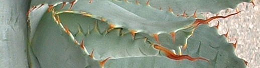 agave potatorum-spines