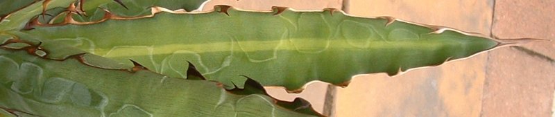 Xylonacantha leaf