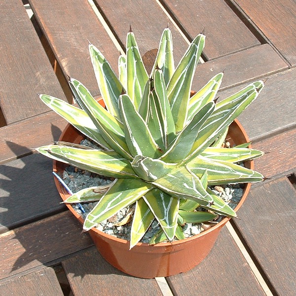 agave victoriae reginae cream edge