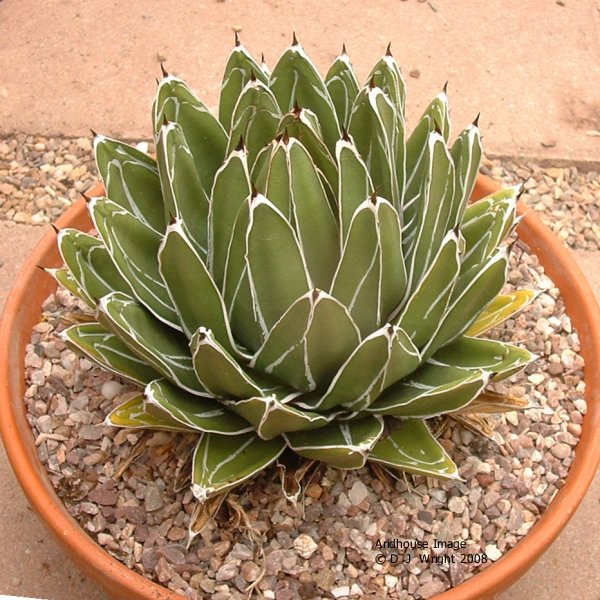 Agave Victoriae-Reginae