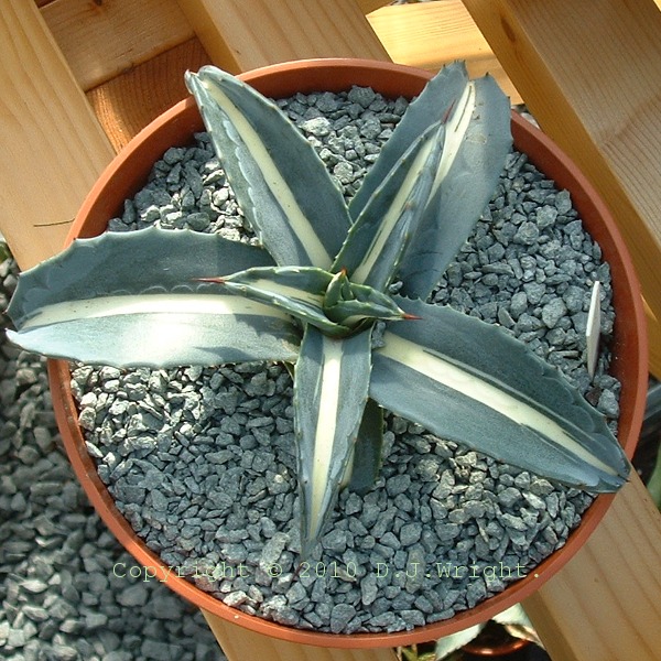 Agave Americana Medio Picta Alba Sport