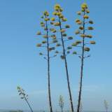 americana in flower