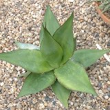 Agave Chazaroi